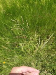 Panicum coloratum