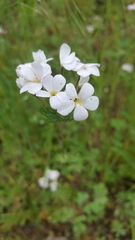 Leptosiphon montanus