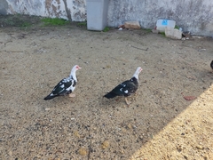 Cairina moschata domestica