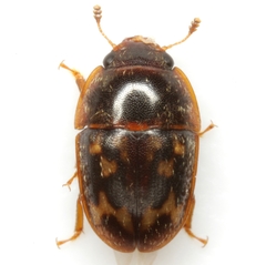 Cryptarcha strigatula