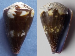 Conus rattus