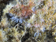 Clavularia crassa