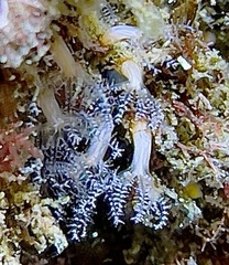Clavularia crassa