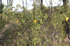 Hibiscus divaricatus