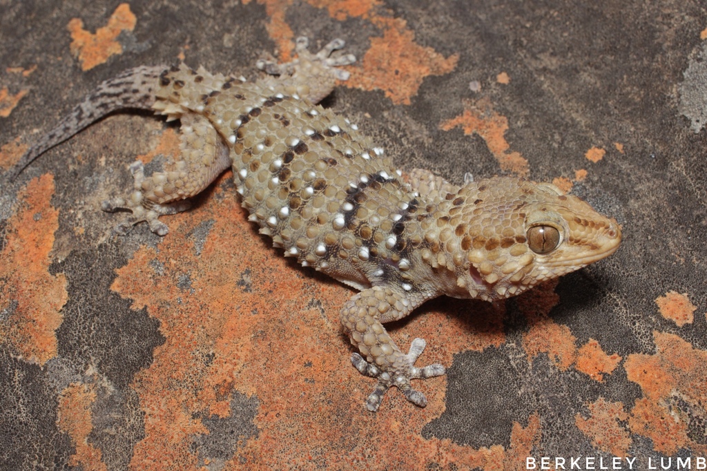 Bibron's Thick-toed Gecko Facts, Diet, Habitat Pictures On, 59% OFF