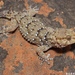 Chondrodactylus bibronii - Photo (c) herping_with_berks, algunos derechos reservados (CC BY-NC)