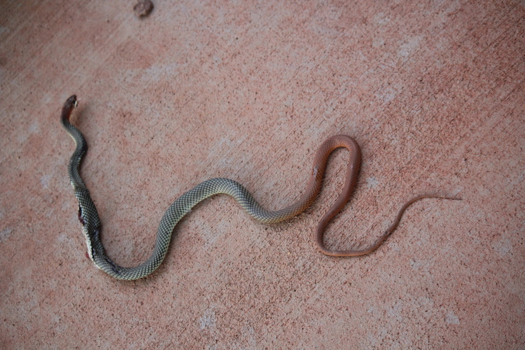 Reticulated Whipsnake from Newman WA 6753, Australia on February 11 ...