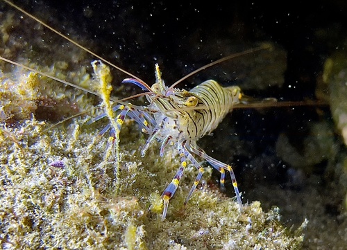 Common Prawn, photo 3 of 10