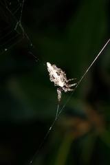 Cyclosa confusa