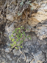 Aeonium spathulatum image