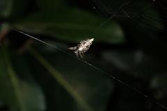 Cyclosa confusa
