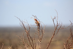 Ctenophorus caudicinctus