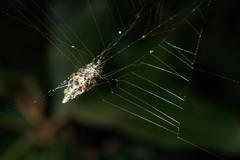Cyclosa confusa