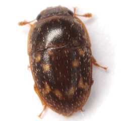 Cryptarcha strigatula