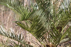 Macrozamia macleayi
