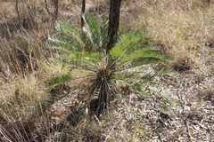 Macrozamia macleayi
