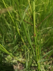 Panicum coloratum