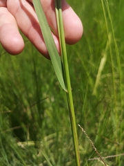 Panicum coloratum