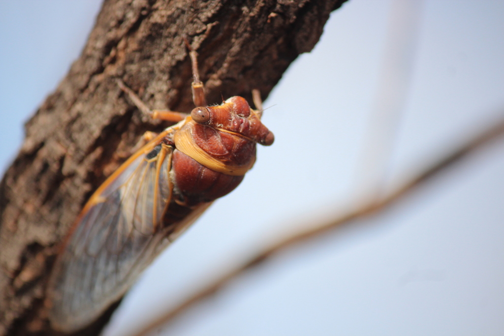 Floury Bark Cicada