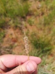 Anthephora pubescens