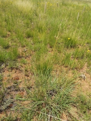 Anthephora pubescens