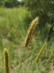 Setaria sphacelata sphacelata