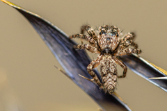 Platycryptus undatus