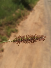 Setaria sphacelata sphacelata