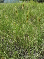 Setaria sphacelata sphacelata