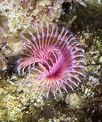 Serpula vermicularis
