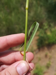 Setaria sphacelata sphacelata