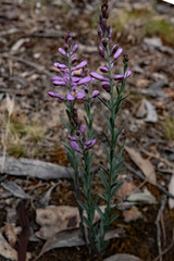 Comesperma polygaloides