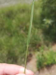 Setaria sphacelata sphacelata