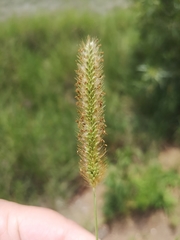 Setaria sphacelata sphacelata