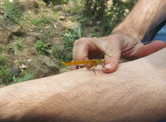 Anthophiloptera dryas