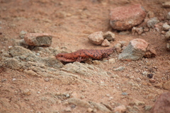 Western Pilbara Spiny-Tailed Skink photo 2