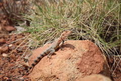 Ctenophorus caudicinctus
