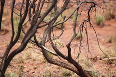 Ptilotula keartlandi