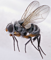 Microsoma exiguum