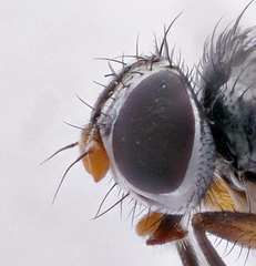 Microsoma exiguum