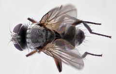 Microsoma exiguum