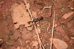 Rhytidoponera taurus