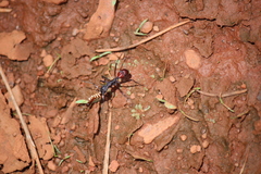 Rhytidoponera taurus