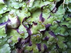 Marchantia paleacea