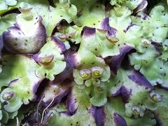 Marchantia paleacea