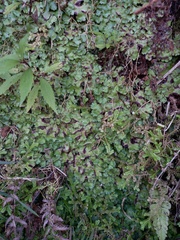 Marchantia paleacea