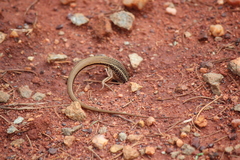 Ctenotus uber