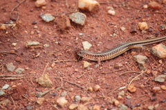 Ctenotus uber