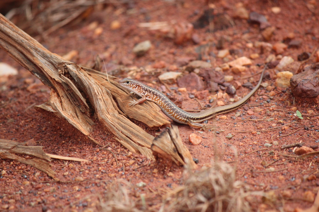 Spotted Ctenotus