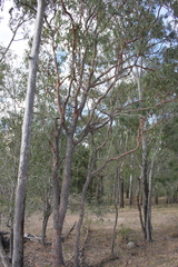 Corymbia erythrophloia